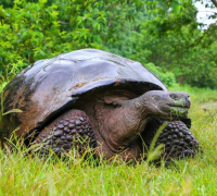 Galapagos